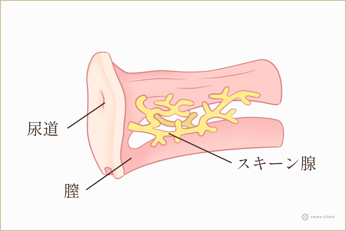 クリトリスってどこにある？【暗闇でも簡単に探せる方法を知っておこう】