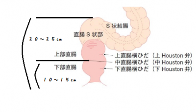 前立腺はどこにあるのか | アネロスジャパン