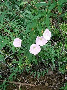 ヒルガオ 昼顔 ひるがお ピンク色の花の写真素材