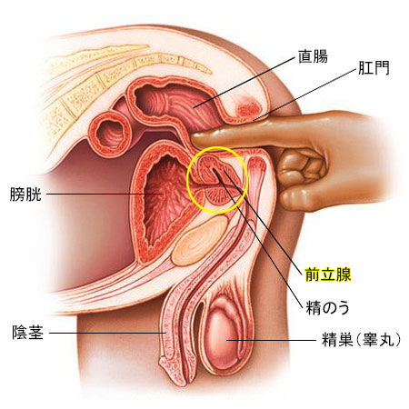 前立腺責めのやり方とコツ！気持ちいい前立腺マッサージの方法をイラストで解説