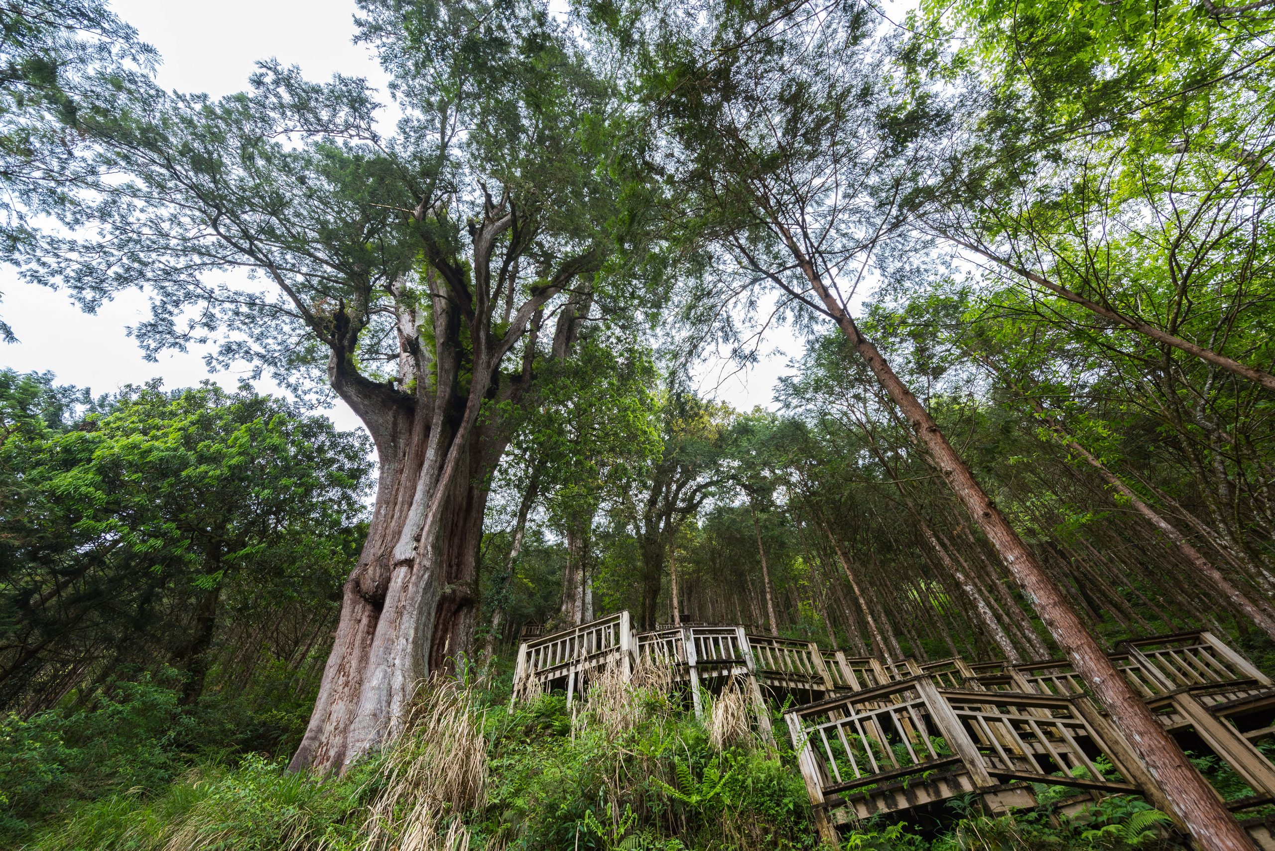 棲蘭山荘 CILAN RESORT – 力麗馬告生態園區-