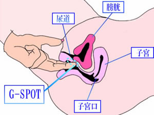 Gスポットの見つけ方と開発方法！攻め方やおすすめ体位を徹底解説｜風じゃマガジン