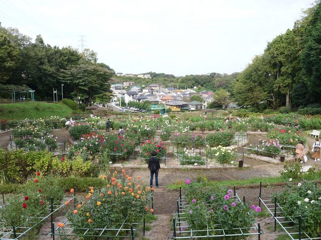 東京・町田ダリア園“秋ダリア2022”を訪れて』町田(東京)の旅行記・ブログ by sakatomoさん【フォートラベル】