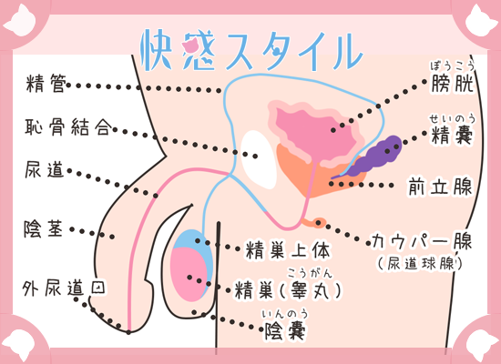 前立腺責めのやり方とコツ！気持ちいい前立腺マッサージの方法をイラストで解説