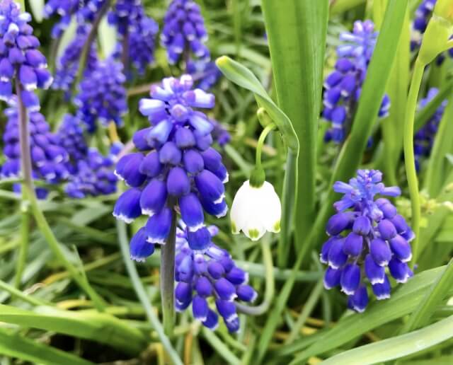 花言葉「眠り」の逆引き検索結果一覧|おしゃれなお祝い花通販Sakaseru