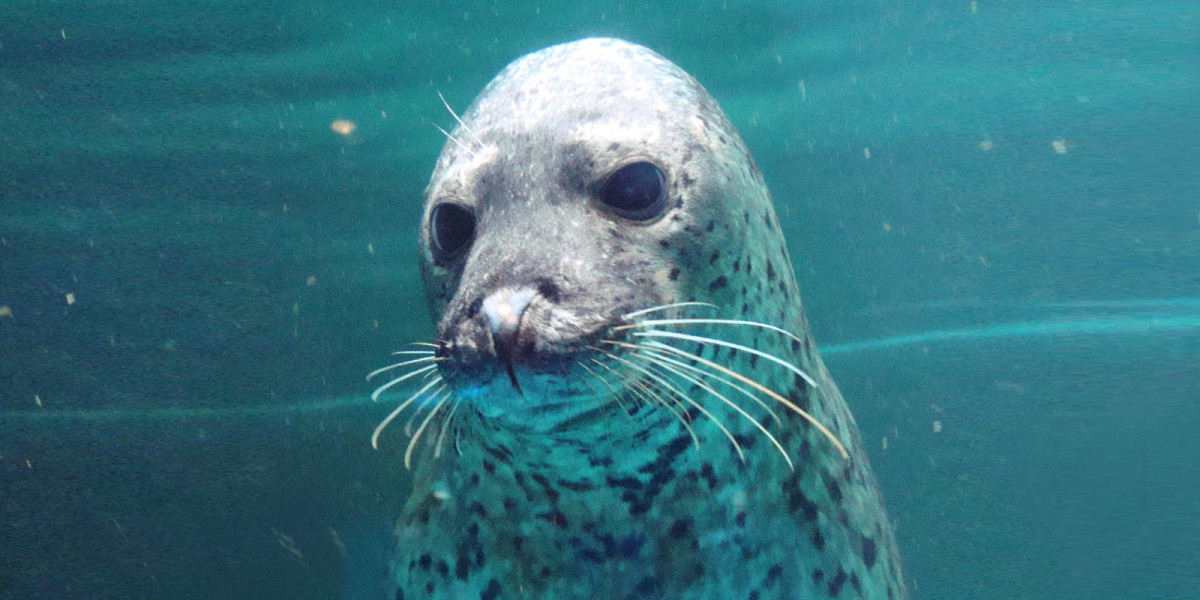 サンピアザ水族館・青少年科学館 思い出遠足を終えて…