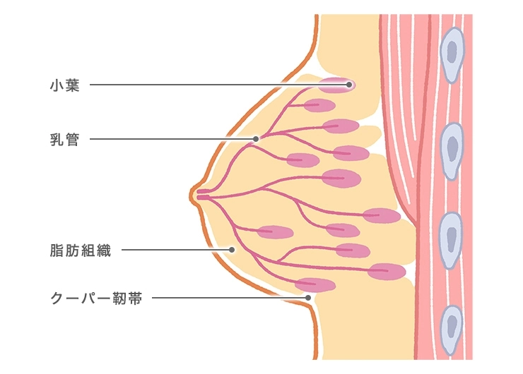 第13話：【番外編】おっぱいを大きくする方法（SNSでのエッチな体験）｜無料スマホ夢小説ならプリ小説 byGMO