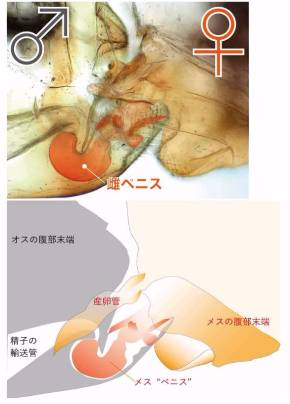 泌尿器専門医が解説】異物を入れずにカリ高ペニスを作る唯一の方法