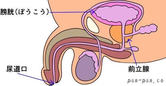 会陰オナニーとは？やり方や開発方法、射精への仕組みや道具について解説｜風じゃマガジン