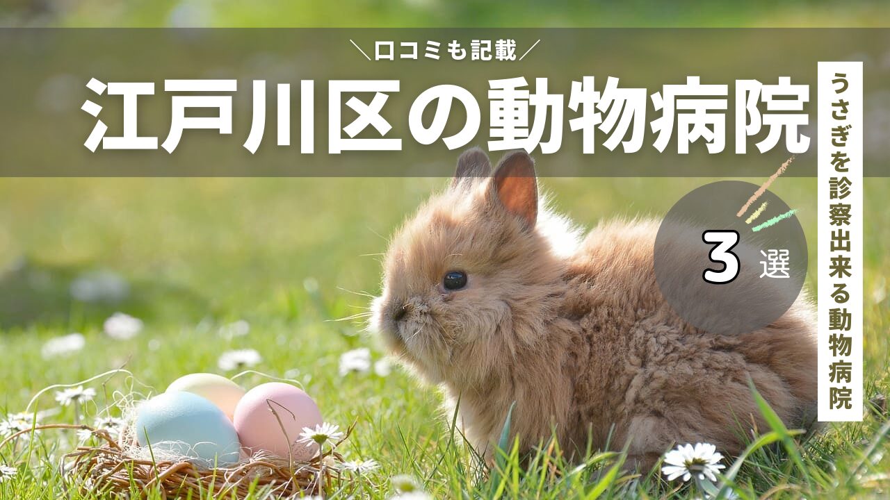 江戸川区のうさぎを診察出来る動物病院3選！【東京都23区】エキゾチックアニマル｜ぴょんたドットコム！