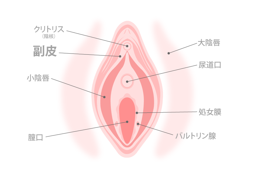 クリトリス、副皮の治療｜ルクスクリニック | 新宿にある美容外科、美容皮膚科、婦人科形成