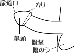 亀頭フェラとは？やり方、気持ちよくなるコツやプレイ等について紹介！｜風じゃマガジン