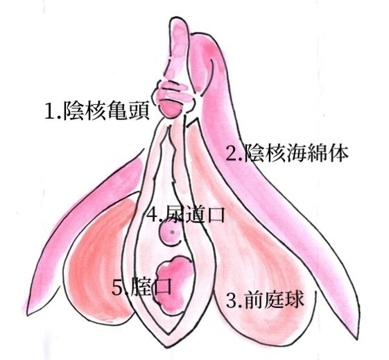 処女でもクリトリスって気持ちいいの？バージンでも触り方次第で感じさせられます。