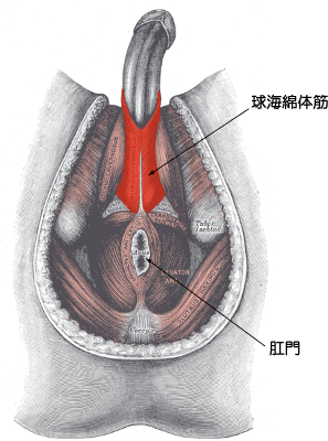 射精は気持ちいいけど体のどこで感じているのか？ | 男性生殖器マニア