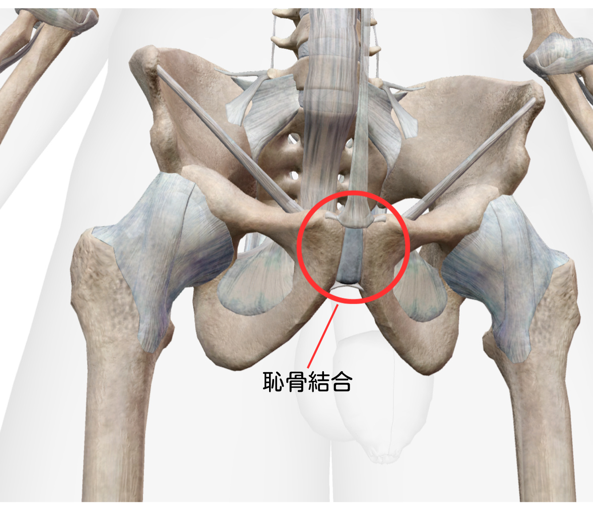 食道胃接合部がん 年１回、内視鏡検査を…近年急増、胃酸の逆流注意 |