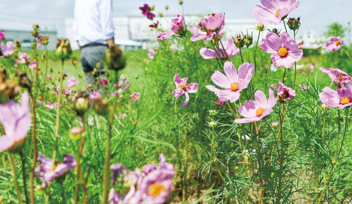 平塚市】花菜ガーデンでコスモスが見頃を迎えています！ | 号外NET 平塚市・大磯町