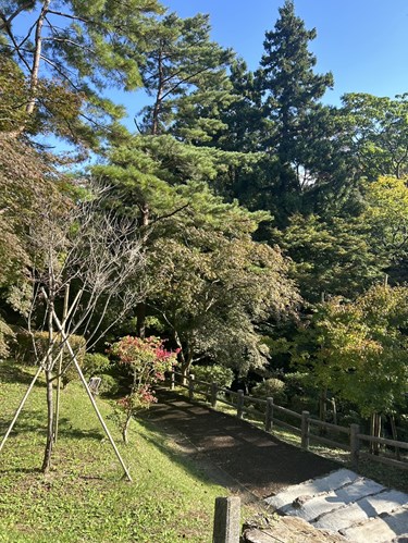 弥彦へ 平日でしたが混んでました🍂⛰️✨✨ 真っ赤な🟥🍁が綺麗🤩😍だった