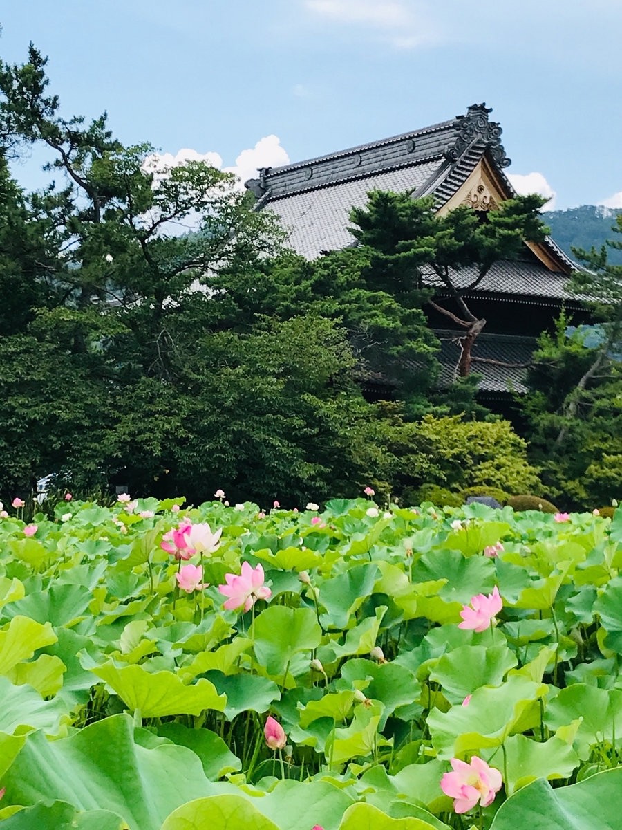 信濃国分寺のハス・安曇野室山池のスイレン・木崎湖のスイレン - まきまきの写真集goo