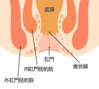 H26-5:アナルセックスについて | ヤる！プロジェクト