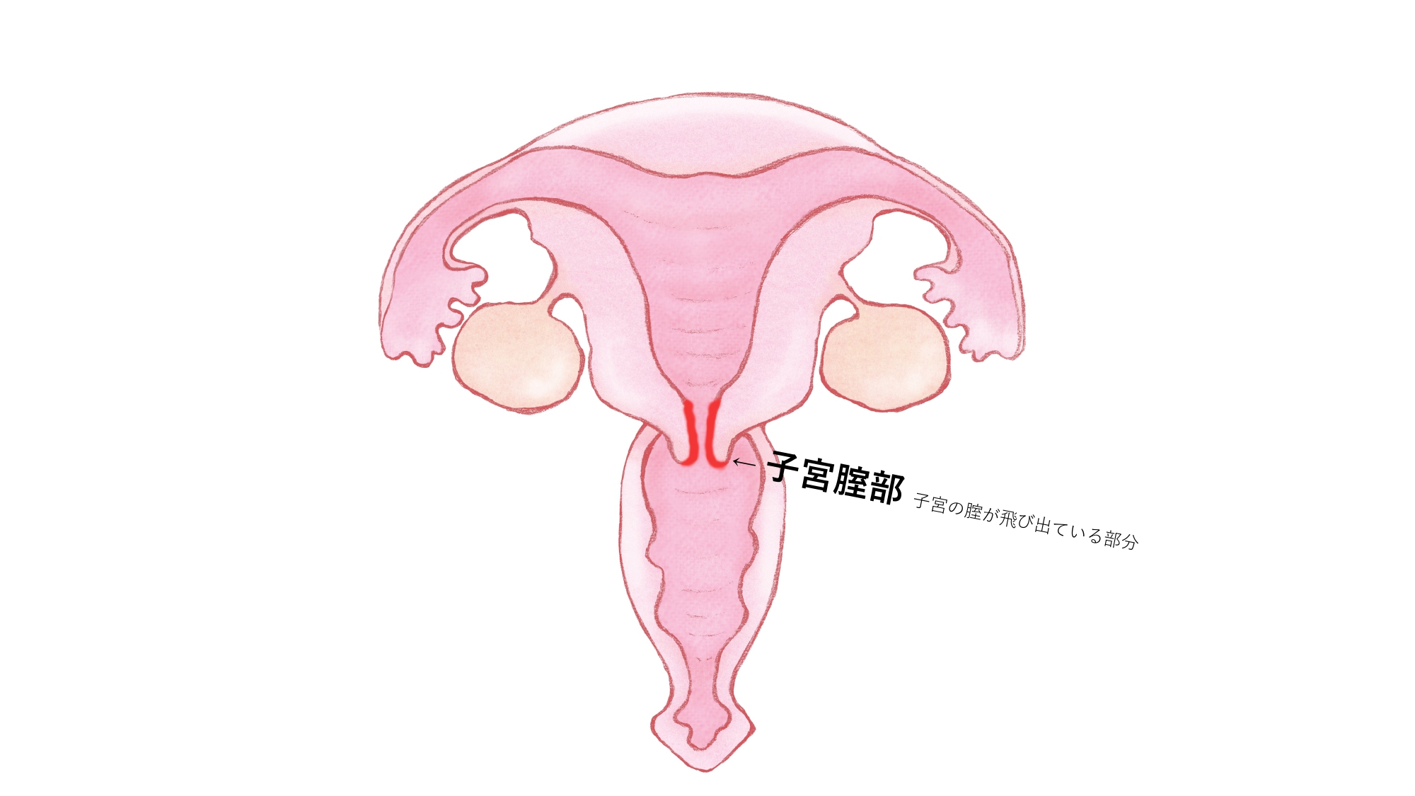 体外式ポルチオ開発とは？】挿入せずに子宮揺らしで腹イキする方法 | シンデレラグループ公式サイト