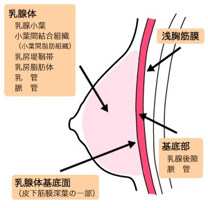 40代から胸を大きくする方法は？【5つのバストアップ法を徹底比較！】