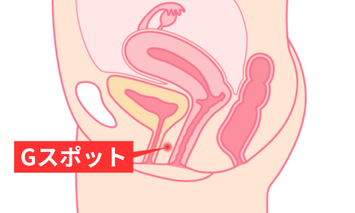 女性が喜ぶカリ高ペニスとは何cm？メリット・作り方を徹底解説 | ザヘルプM