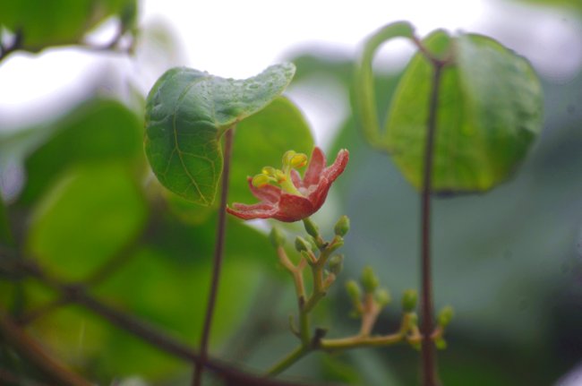 憧れのテングアゲハ(Teiopalpus imperialis)と 手元の本 |