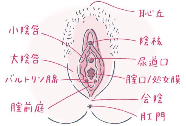 陰核（クリトリス）包茎手術｜大阪梅田【エースクリニック】HEPナビオ院