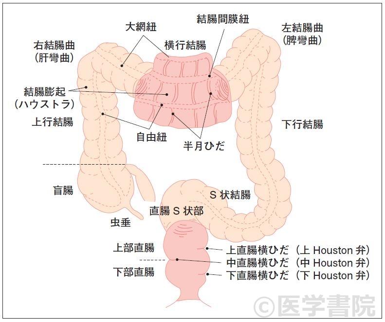 大腸カメラの詳細 ～楽な受け方のコツから痛くない挿入法まで～ |