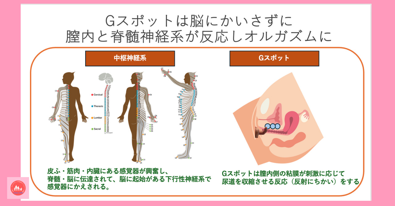 女性 の g スポット :