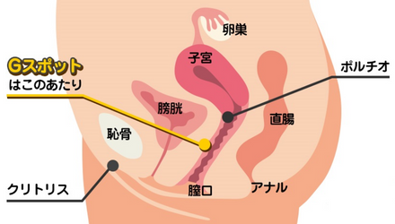 Gスポットの見つけ方と開発方法！攻め方やおすすめ体位を徹底解説｜風じゃマガジン