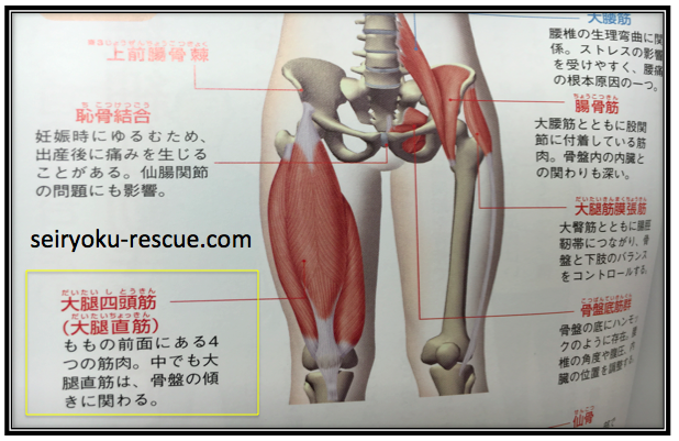 PC筋とは？男性機能UPに効果的なPC筋トレー二ング4選を紹介 | 健康コラム