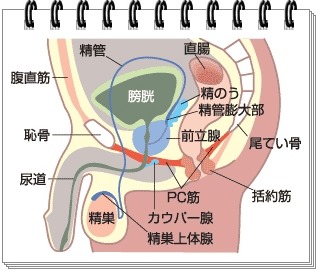 すぐにできる５つの早漏対策！原因を把握して適切な早漏対策をしよう - ココロ薬局コラム