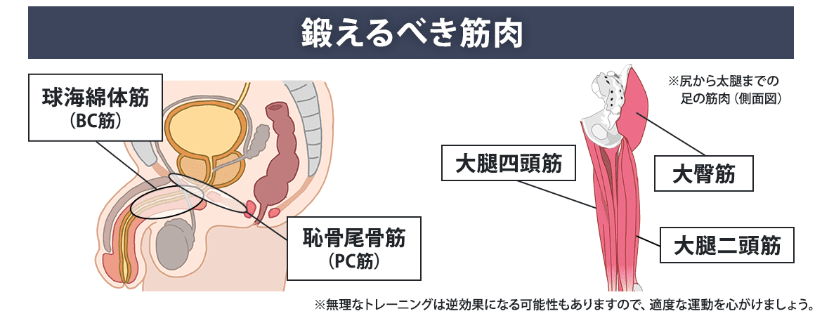 骨盤底筋を鍛えて勃起力アップ – メンズ形成外科