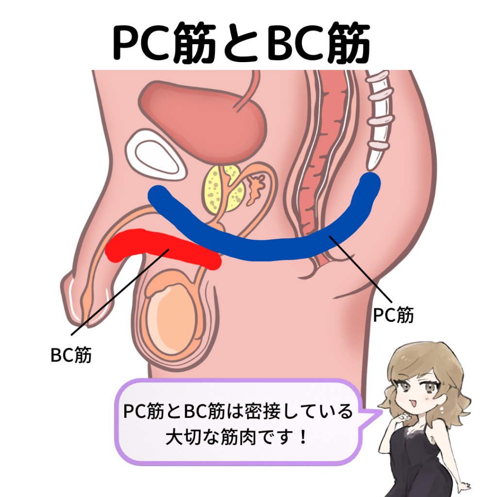 性の筋肉/ＰＣ筋とＢＣ筋