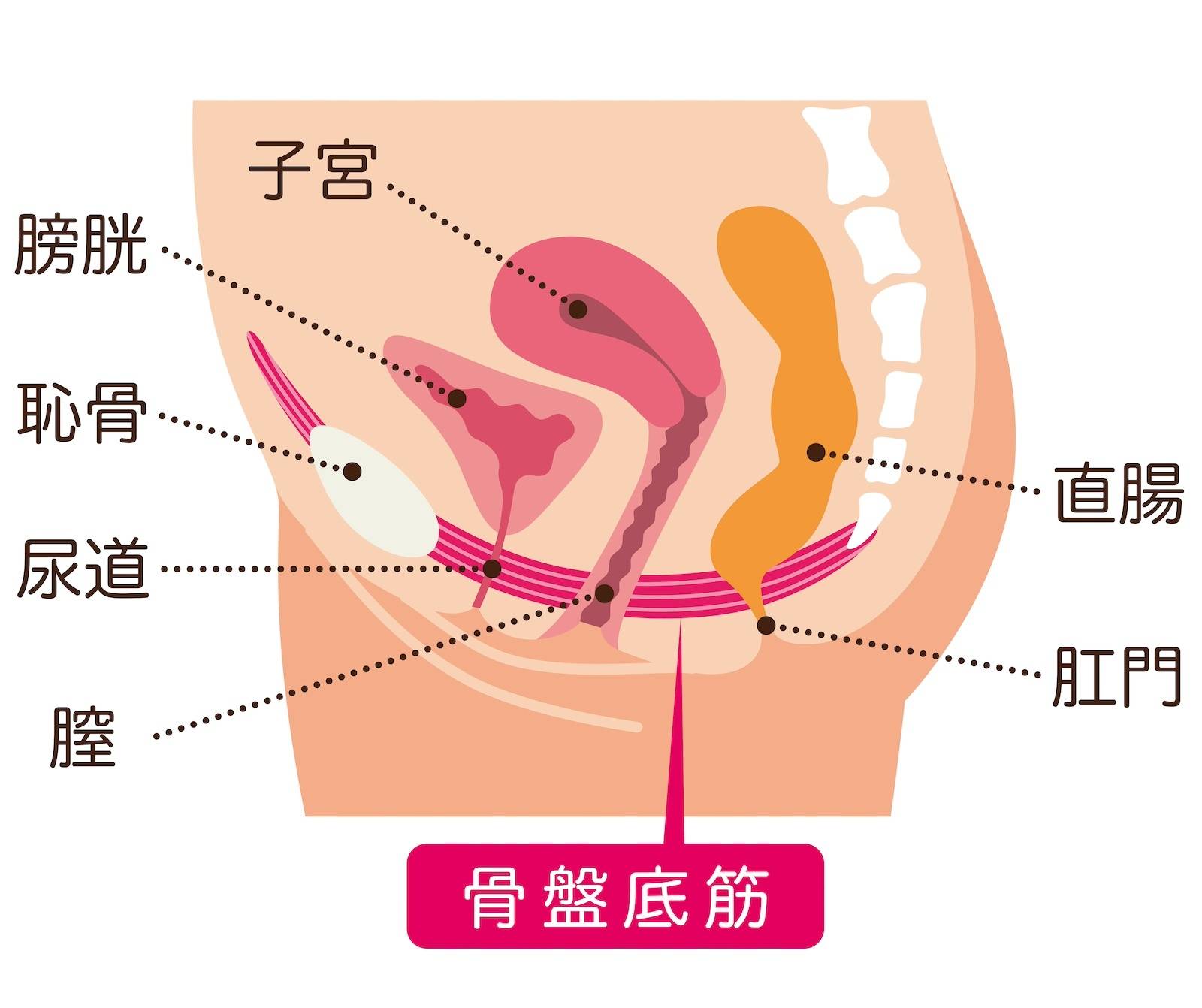 男性編】セックスでイケない原因は遅漏？おすすめアイテム5選｜薬の通販オンライン